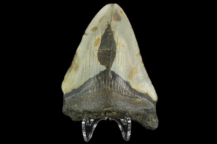 Bargain, Fossil Megalodon Tooth - North Carolina #124802